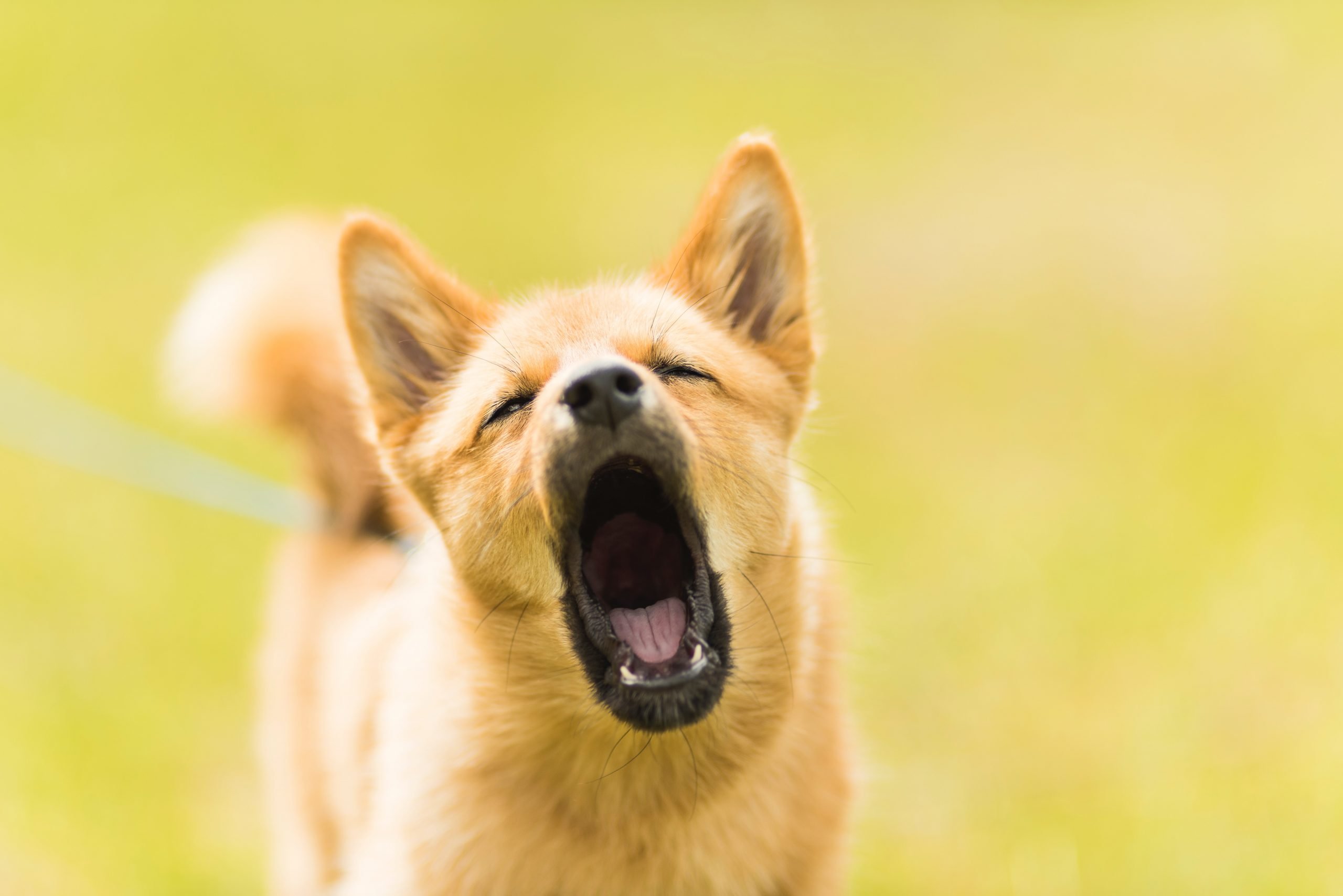 How to Stop Your Dog From Barking When Left Alone