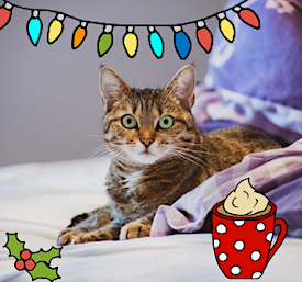 The Definitive Howliday Care Guide for New Orleans Pets