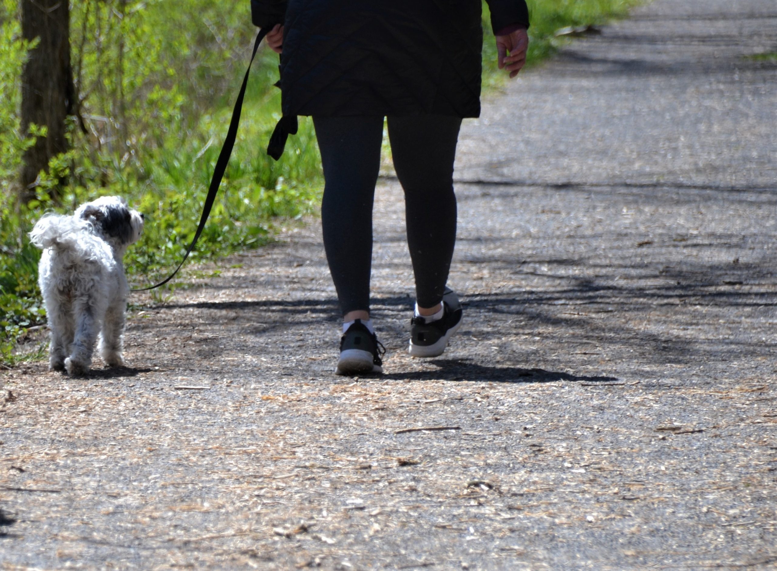 Health Benefits of Daily Walks for Your Dog