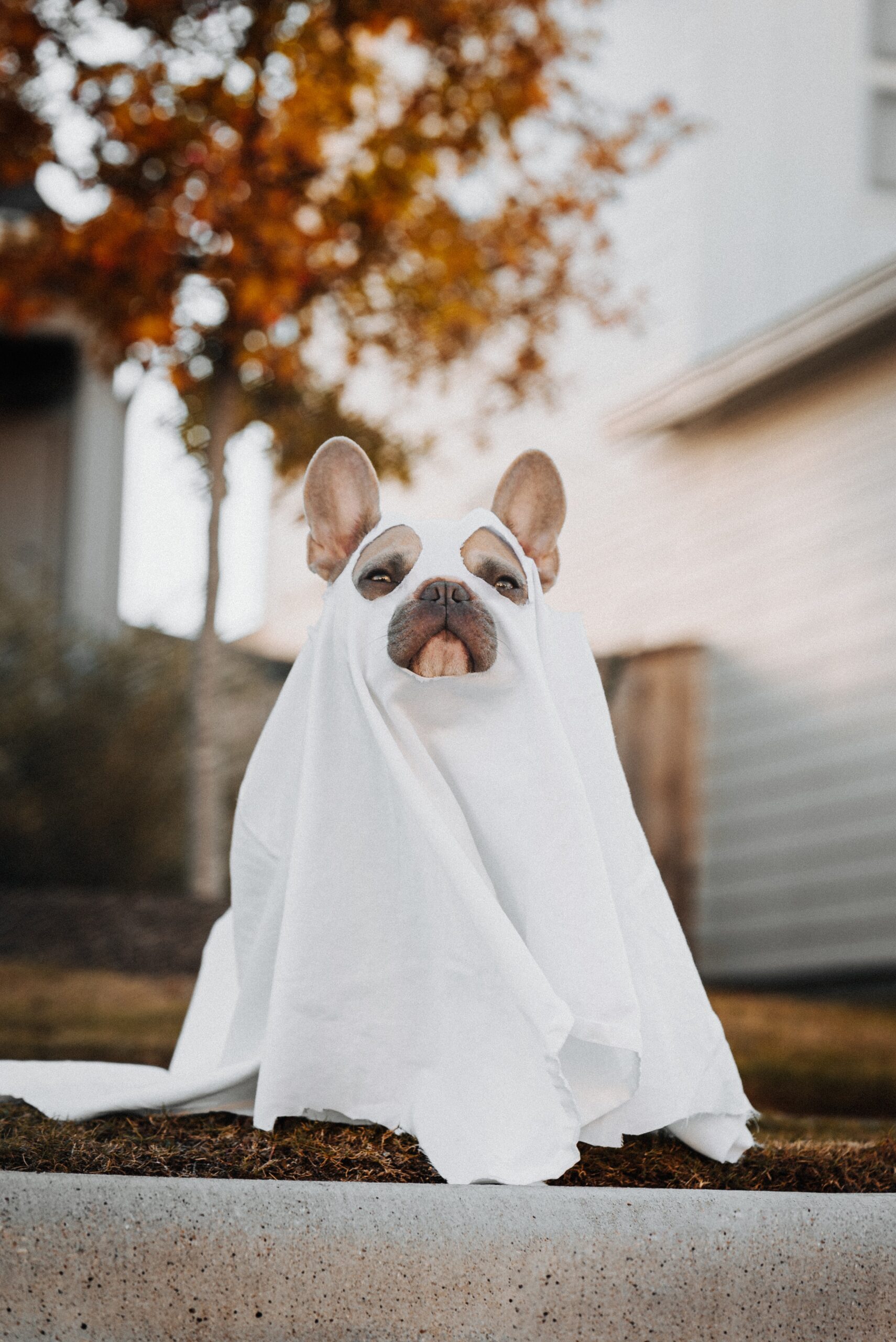 Fun And Easy Halloween Pet Costumes