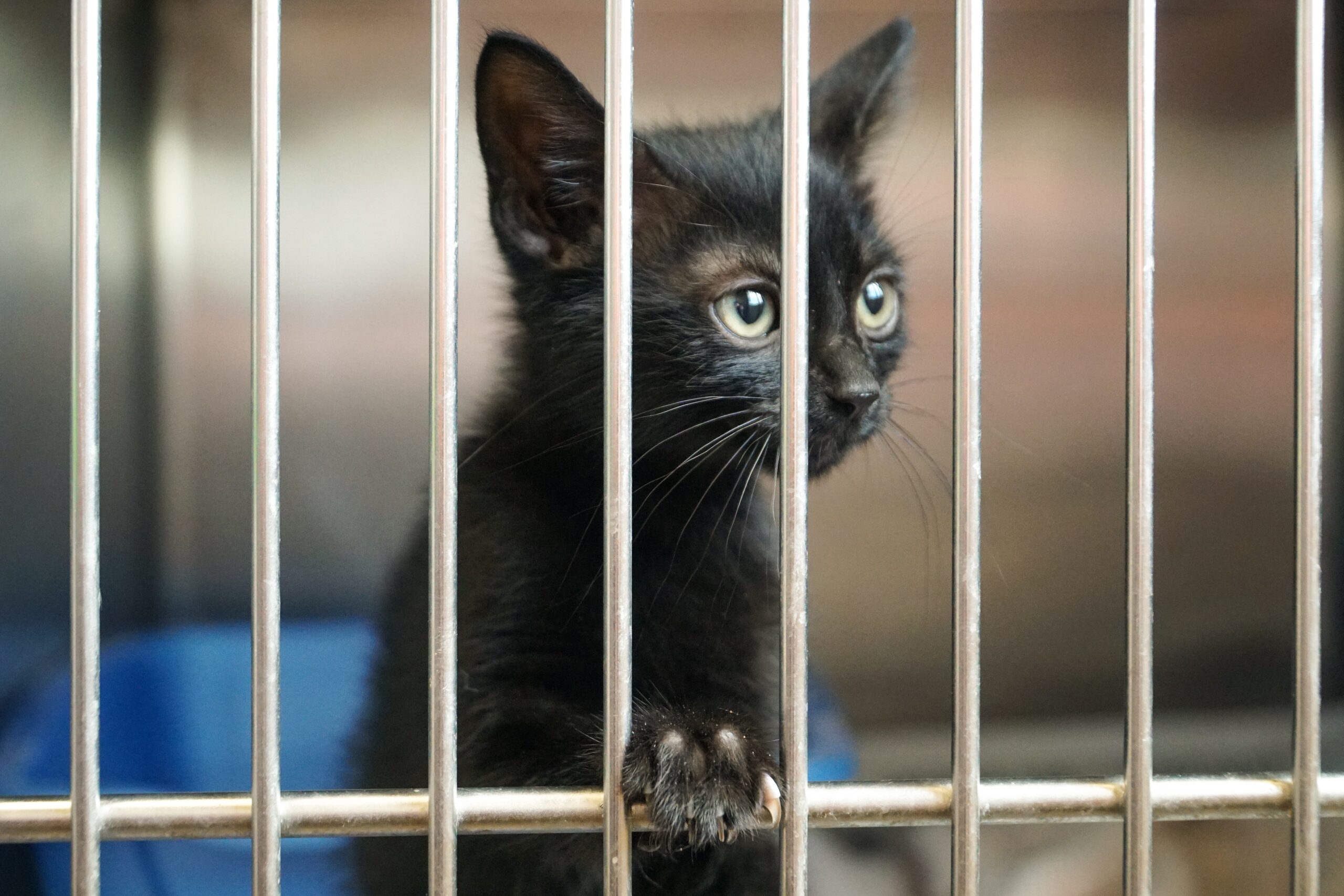 5 Ways to Help Local Shelters