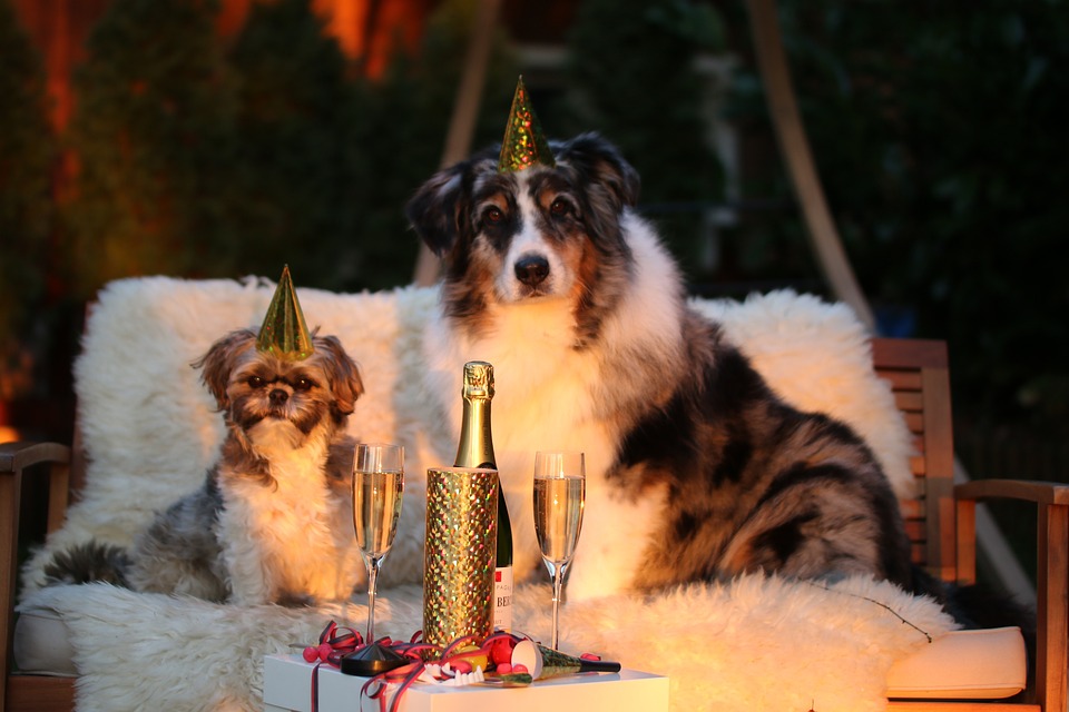 New Year’s Costume Ideas for Dogs and Cats