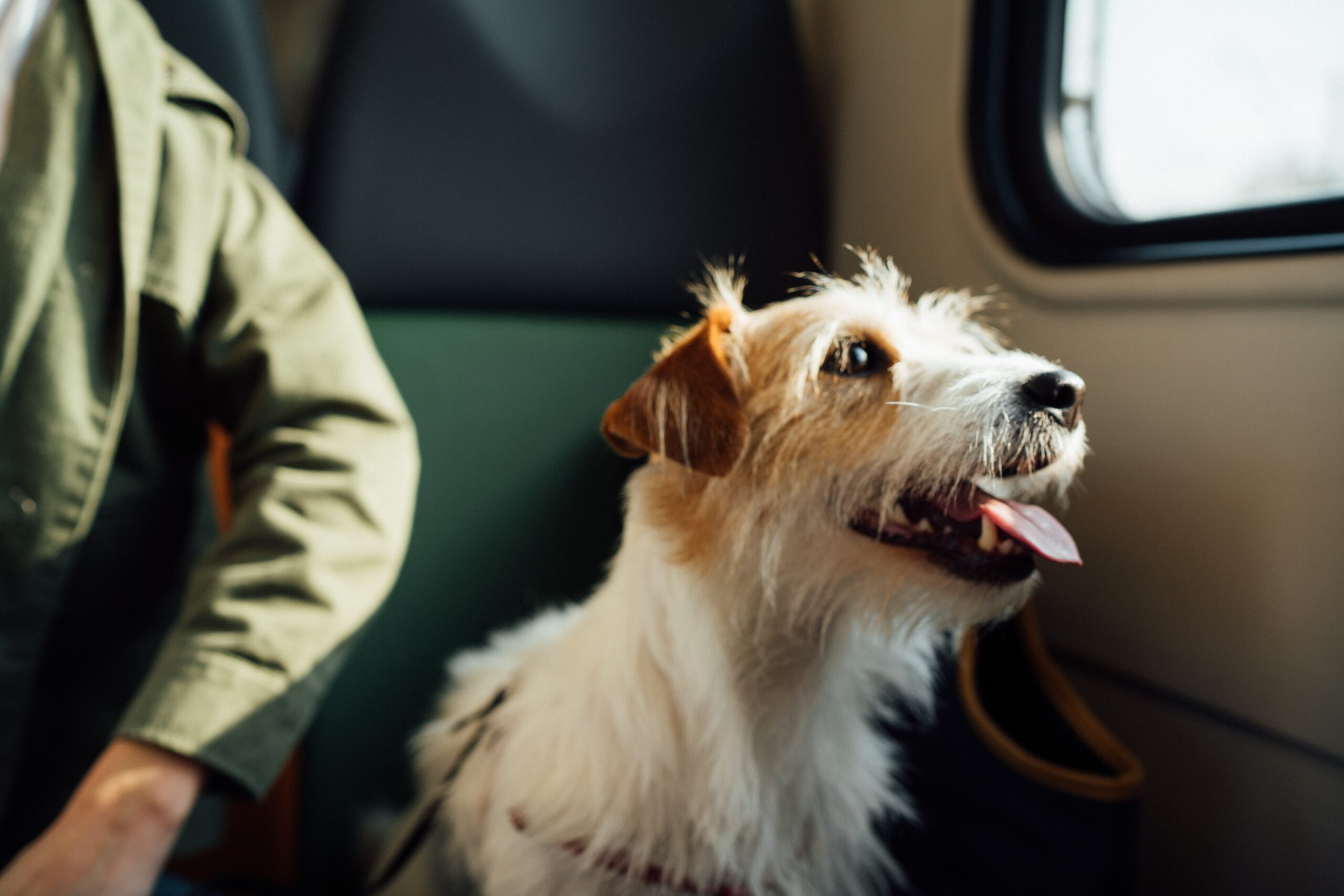 10 Safety Tips for Traveling With Dogs